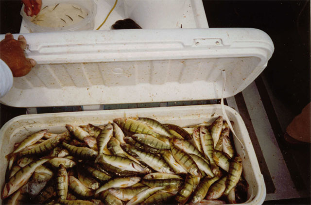 Yellow perch haull